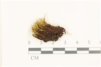 登錄號:B00016594藏品圖，第1張
