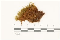 登錄號:B00016664藏品圖，第1張