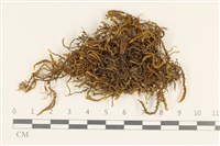 登錄號:B00016668藏品圖，第1張