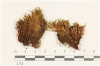 登錄號:B00016669藏品圖，第1張