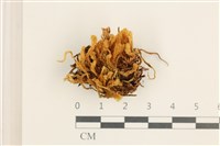 登錄號:B00016674藏品圖，第1張