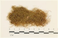 登錄號:B00016675藏品圖，第1張