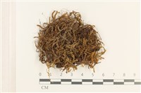 登錄號:B00016683藏品圖，第1張