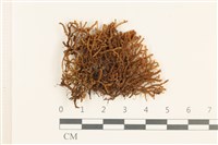 登錄號:B00016684藏品圖，第1張