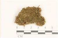 刺葉護蒴苔藏品圖，第1張