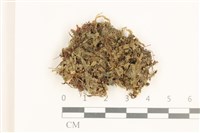 雙齒護蒴苔藏品圖，第1張