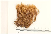 登錄號:B00016696藏品圖，第1張