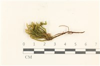 登錄號:B00016703藏品圖，第1張