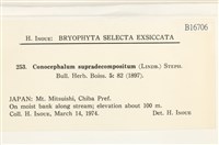 小蛇苔藏品圖，第2張