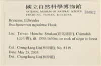 那霸短月蘚藏品圖，第2張