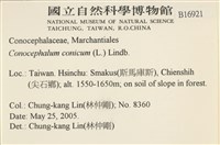 蛇苔藏品圖，第2張