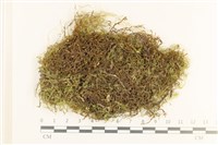 登錄號:B00016924藏品圖，第1張