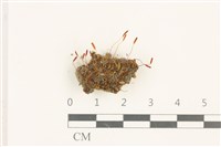 登錄號:B00016930藏品圖，第1張