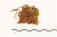 登錄號:B00016931藏品圖，第1張