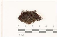 登錄號:B00016932藏品圖，第1張