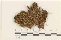 登錄號:B00016937藏品圖，第1張