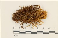 登錄號:B00016938藏品圖，第1張