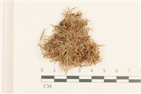 登錄號:B00016940藏品圖，第1張
