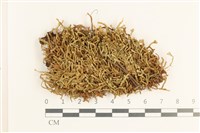 登錄號:B00016942藏品圖，第1張