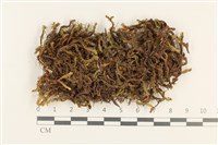 登錄號:B00016943藏品圖，第1張