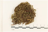 登錄號:B00016944藏品圖，第1張