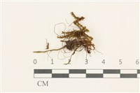鞭苔,三裂鞭苔藏品圖，第1張