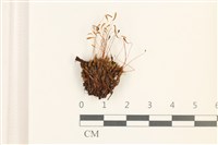 登錄號:B00016948藏品圖，第1張