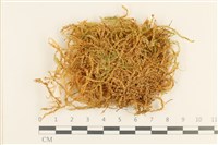 登錄號:B00016952藏品圖，第1張