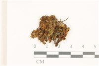 登錄號:B00016954藏品圖，第1張