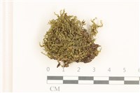 登錄號:B00016958藏品圖，第1張