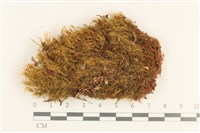 登錄號:B00016960藏品圖，第1張