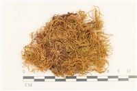 登錄號:B00016972藏品圖，第1張