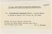 粗齒雉尾蘚藏品圖，第2張