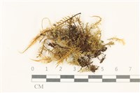 粗齒雉尾蘚藏品圖，第1張