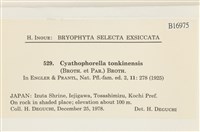 粗齒雉尾蘚藏品圖，第2張