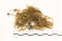 粗齒雉尾蘚藏品圖，第1張