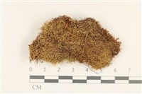 登錄號:B00016976藏品圖，第1張