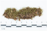 青毛苔藏品圖，第1張
