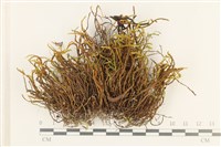 登錄號:B00017211藏品圖，第1張