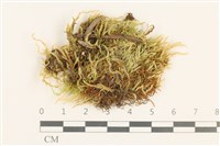 登錄號:B00017212藏品圖，第1張