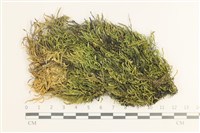 草黃濕原蘚藏品圖，第1張