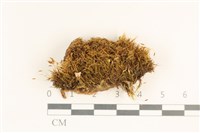 登錄號:B00017214藏品圖，第1張