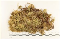 登錄號:B00017217藏品圖，第1張