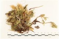 登錄號:B00017220藏品圖，第1張