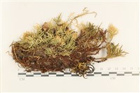 登錄號:B00017221藏品圖，第1張