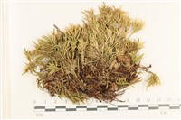 登錄號:B00017222藏品圖，第1張