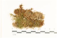 登錄號:B00017226藏品圖，第1張