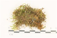 登錄號:B00017227藏品圖，第1張