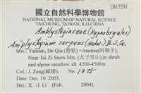 柳葉蘚藏品圖，第2張