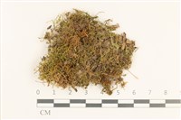 登錄號:B00017293藏品圖，第1張